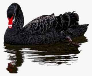 Black Swan Png #6582469