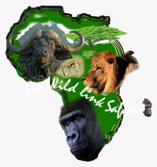 Gorilla Safaris Uganda #6586016