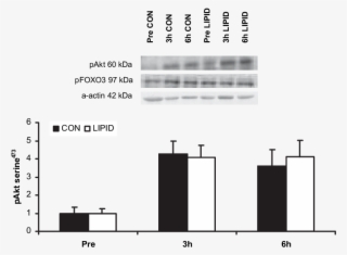 Skeletal Muscle Akt Serine 473 Phosphorylation During #6588252