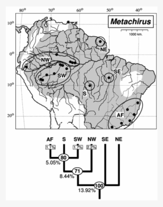 Distribution Of The Brown Four-eyed Opossums, Metachirus #6588862