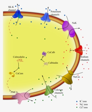 A Model For Pacemaking In Substantia Nigra Neurons #6591804 A Model For Pacemaking In Substantia Nigra Neurons #6591804