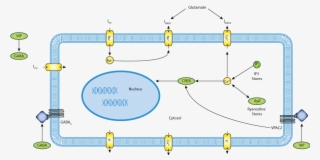Schematic Representation Of The Scn Neuron Model - Free Transparent PNG ...