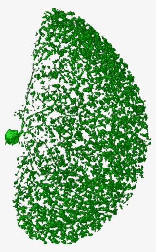 Neurons Png #6592525