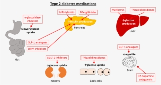 Metformin Is The Most Commonly Used Type Of Medication #6593260