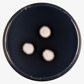 Aspergillus Subalbidus Cya #6594929