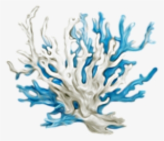 Sea Coral Png #6596350