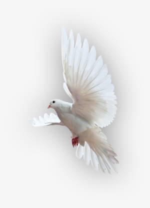 Holy Spirit Dove Png #660008