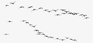 Flying Crows Png Download - Immagini Uccelli Png #660147