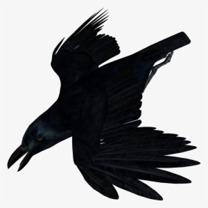 Download - Cuervo Dibujo Sin Fondo #660737