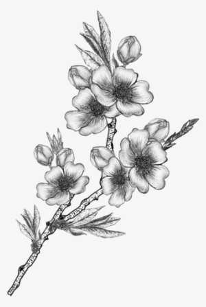 Flowers, Vector Drawing Png - Rosa Glauca - Free Transparent PNG ...