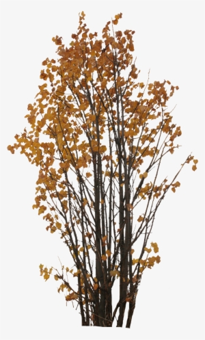 Autumn Tree Png Clipart Free Download #665363