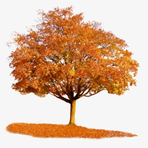 Autumn Tree Transparent Background #665443