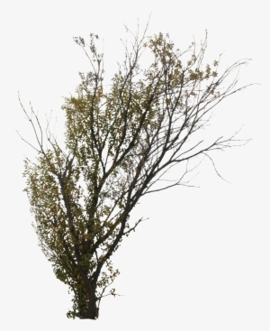 2d Trees, Autumn - Transparent Png Birch Trees #666237