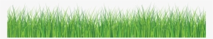 Grass Front - Green Grass White Background #666359