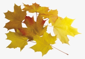 Leaf Yellow Png #666393