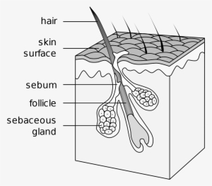 Sebaceous Gland #667749