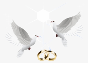 Love Birds Png Images - Wedding Doves With Rings Png #668282