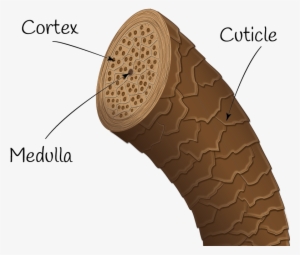 Uppbyggnaden Av Ett Hårstrå Hair - Hair #669062