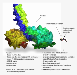 Size Comparison Of Wild Type Kinesin With The Synthetic - Kinesin #669730