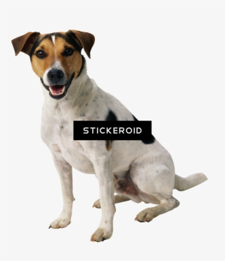 Dog #6602386