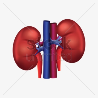 Kidney Png #6604810