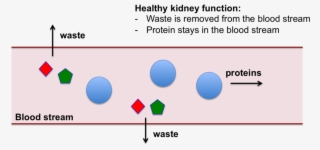 Kidney Png #6605190