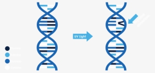 Dna Icon Png #6607653