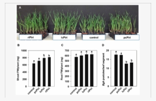 Biological Activity Conferred By Pcpiri, Lcpiri And #6611148