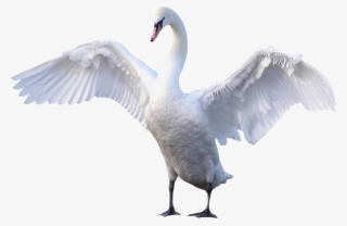 Swan Transparent #6611750 Swan Transparent #6611750