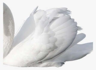Swan Png Transparent Images #6611959