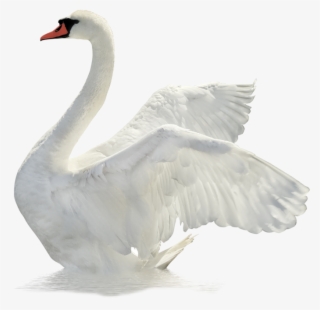 Digital Business Services #6612378