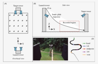 Experimental Setup For Recording Snakes In Late-phase #6615296
