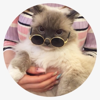 Tumblr Aesthetic Cat Kitty Fluffy Cataesthetic Cats #6618354