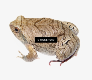 Frog Animals #6621043