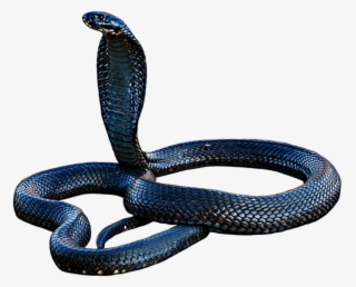 Cobra Png #6621464 Cobra Png #6621464