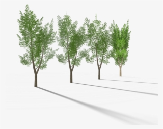5 Eucalyptus Tree 3 Royalty-free 3d Model #6622292