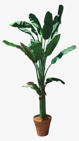 Banana Tree Png #6622450