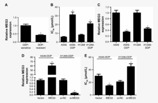 Upregulation Of Meg3 Increased The Sensitivity Of Ddp #6623286