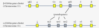 Globin Gene Cluster #6629156