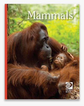Orangutan Png #6629425