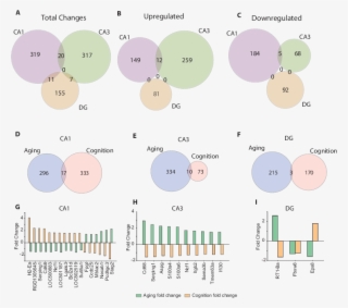 Cognitive Impairment-related Changes In Gene Expression #6629426