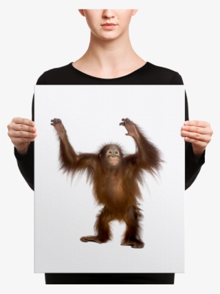 Orang Utan Print Men S V Neck #6629533