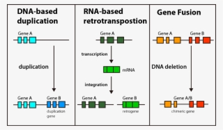 File - Genecreation #6629733