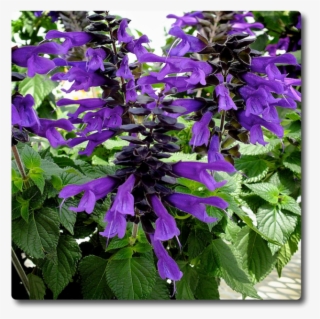 Salvia Amistad #6631612