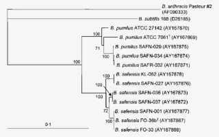 Phylogenetic Tree Of The Novel Isolates And B #6635864