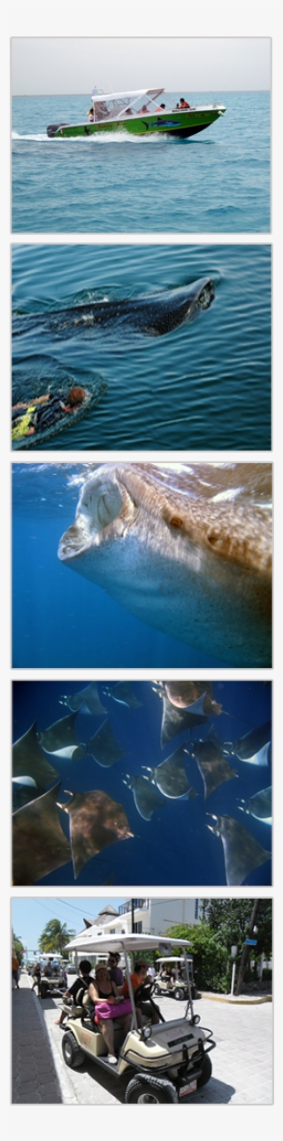 Image Whale Shark #6638122
