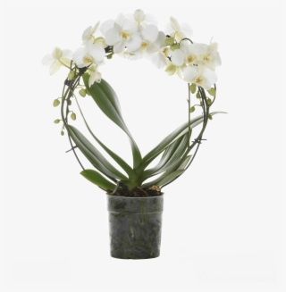 Round, Like The Famous Circle Of The Great Florentine #6638233