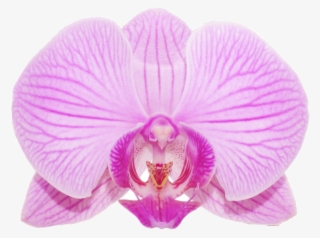 Alexa Christian Archive #6638478