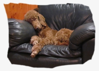 Adult Poodles For Sale #6640167