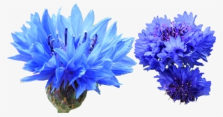 Cornflower Blue Dye Transprent #6648405